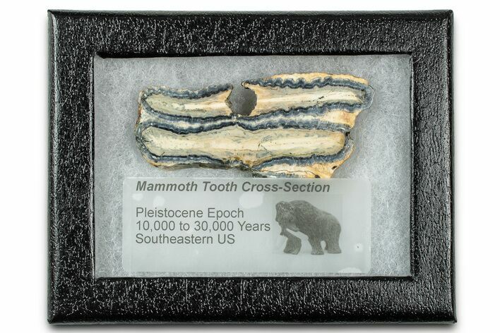 Mammoth Molar Slice With Case - South Carolina #335164